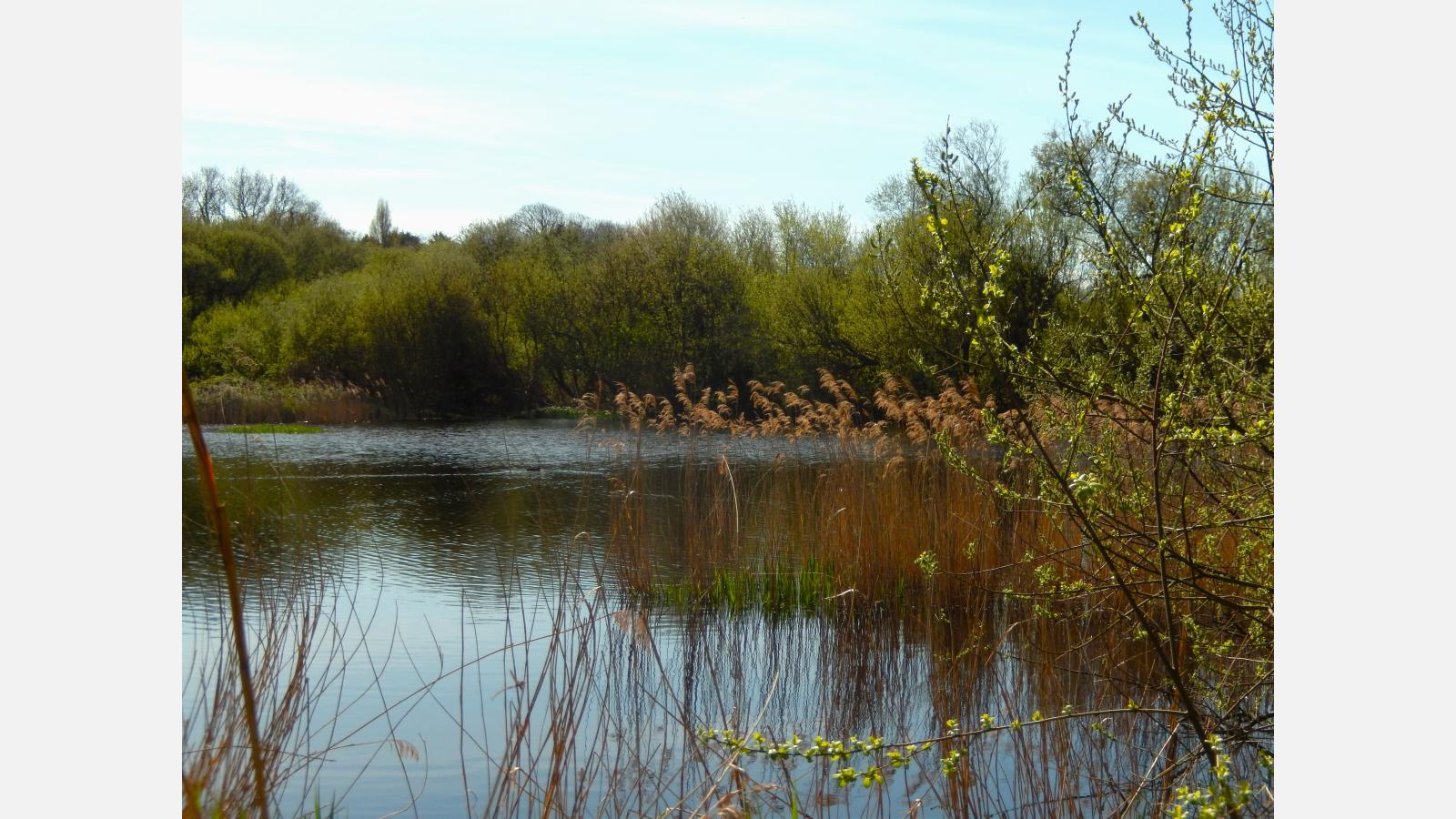 etangs 2 anse du verger