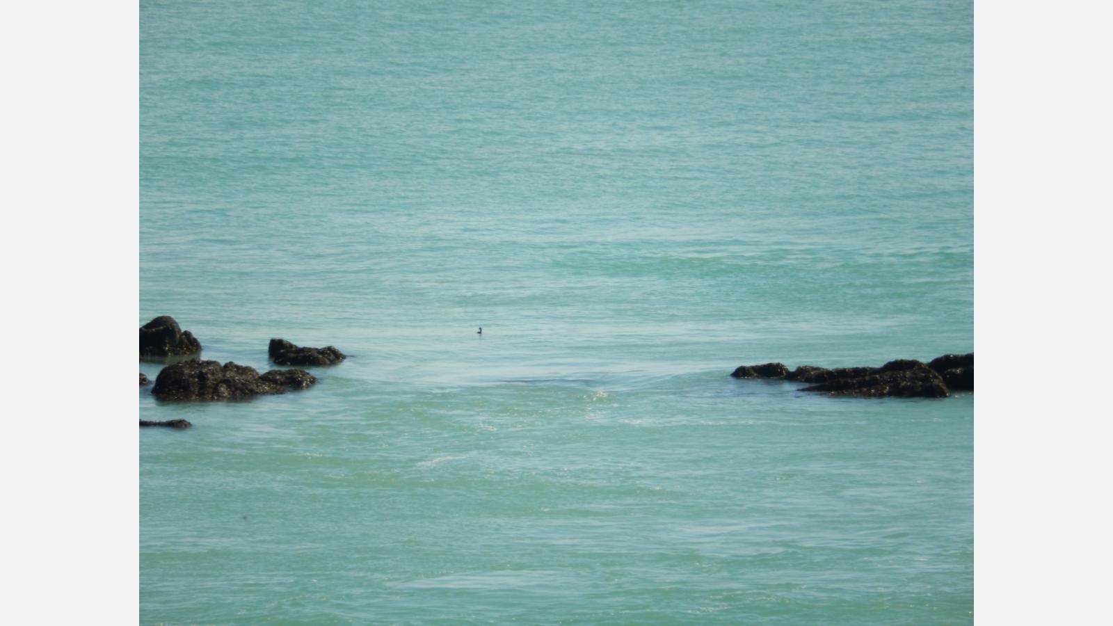 cormoran pointe du grouin