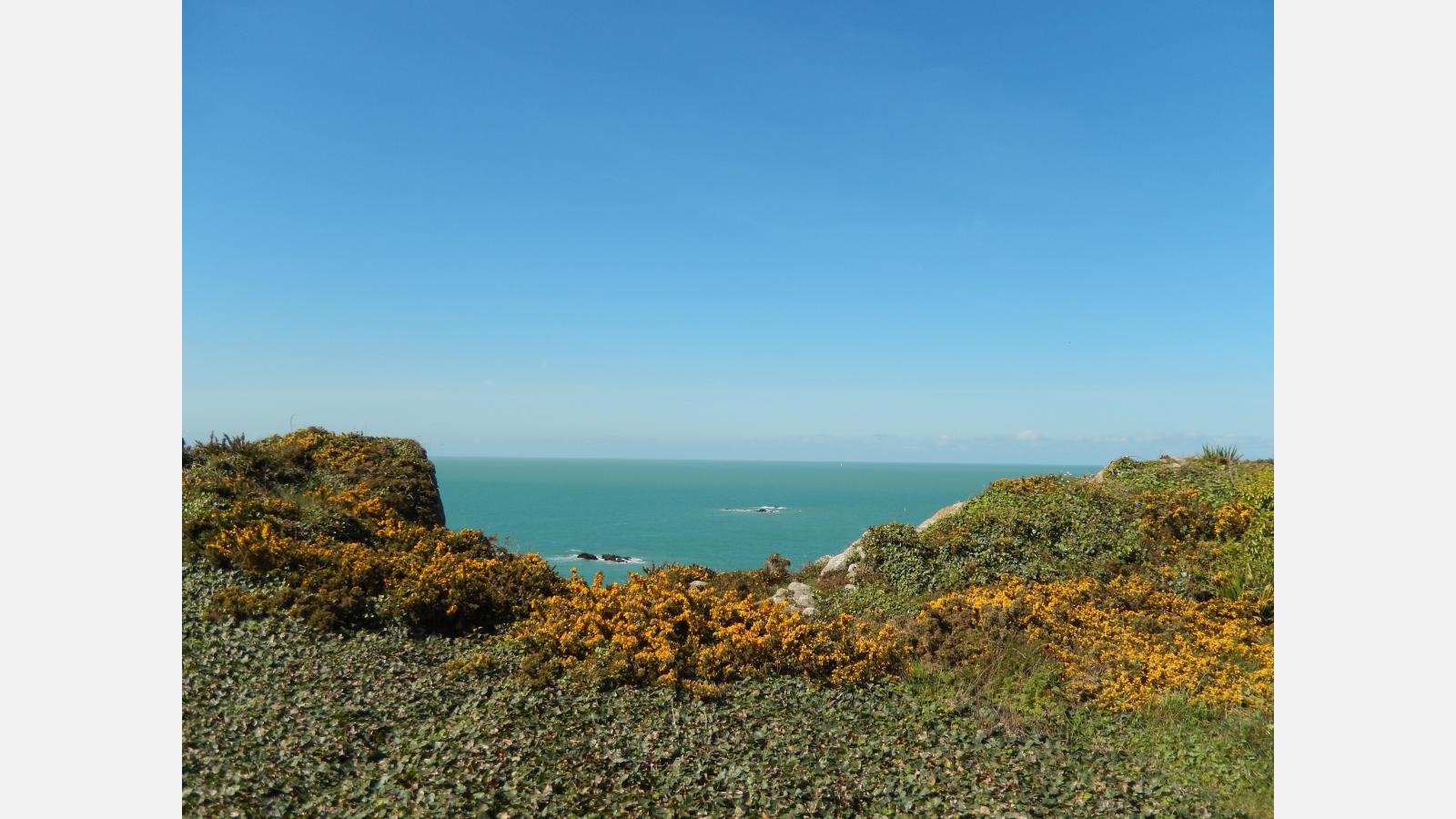 plante pointe du grouin