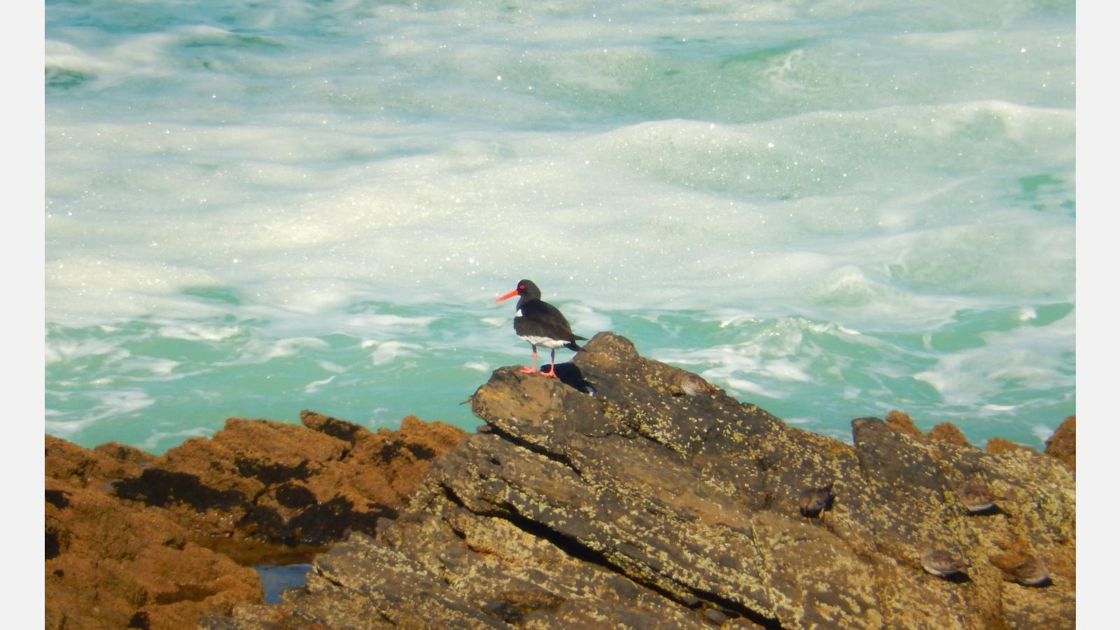 oiseau