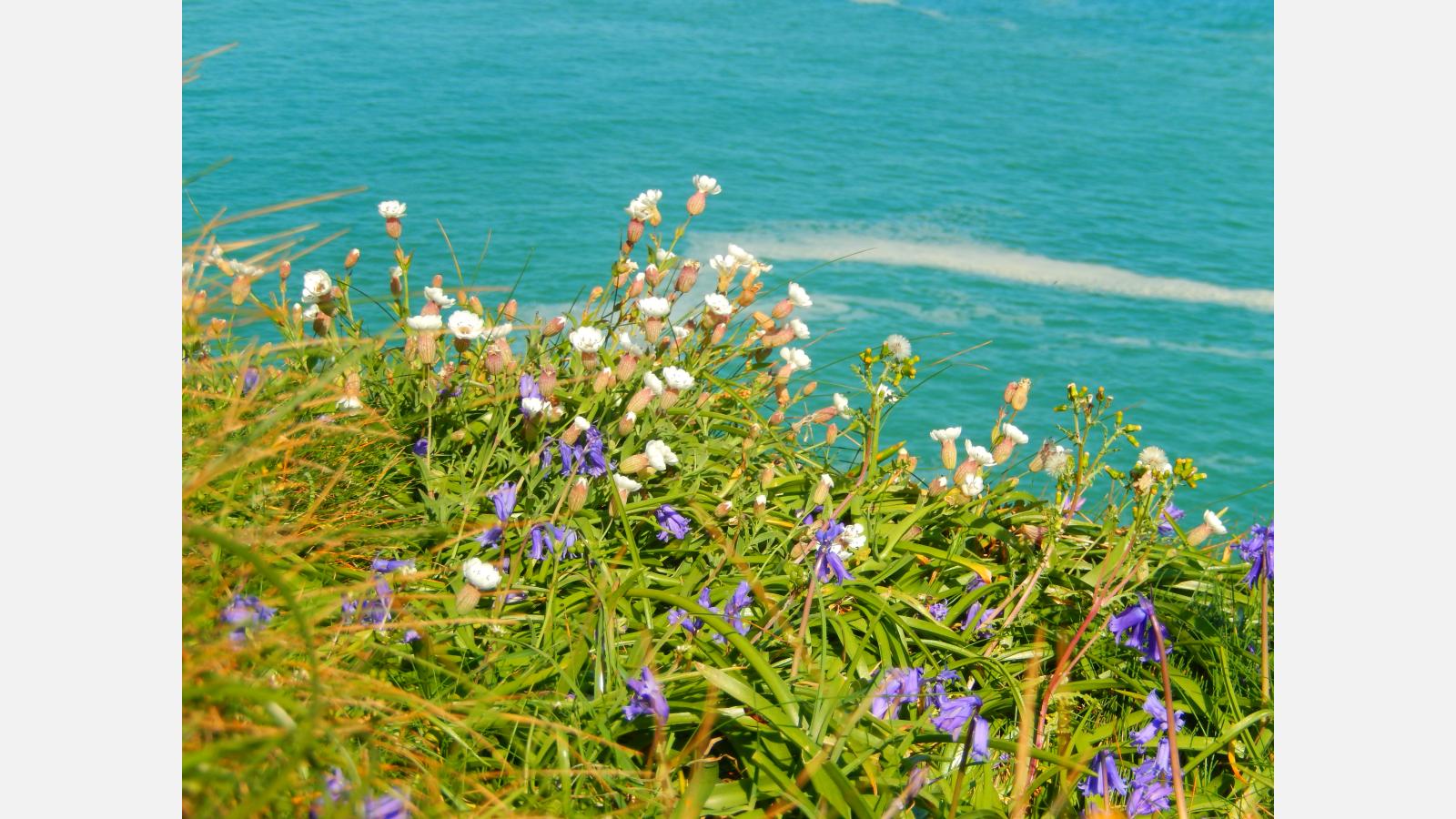 fleur