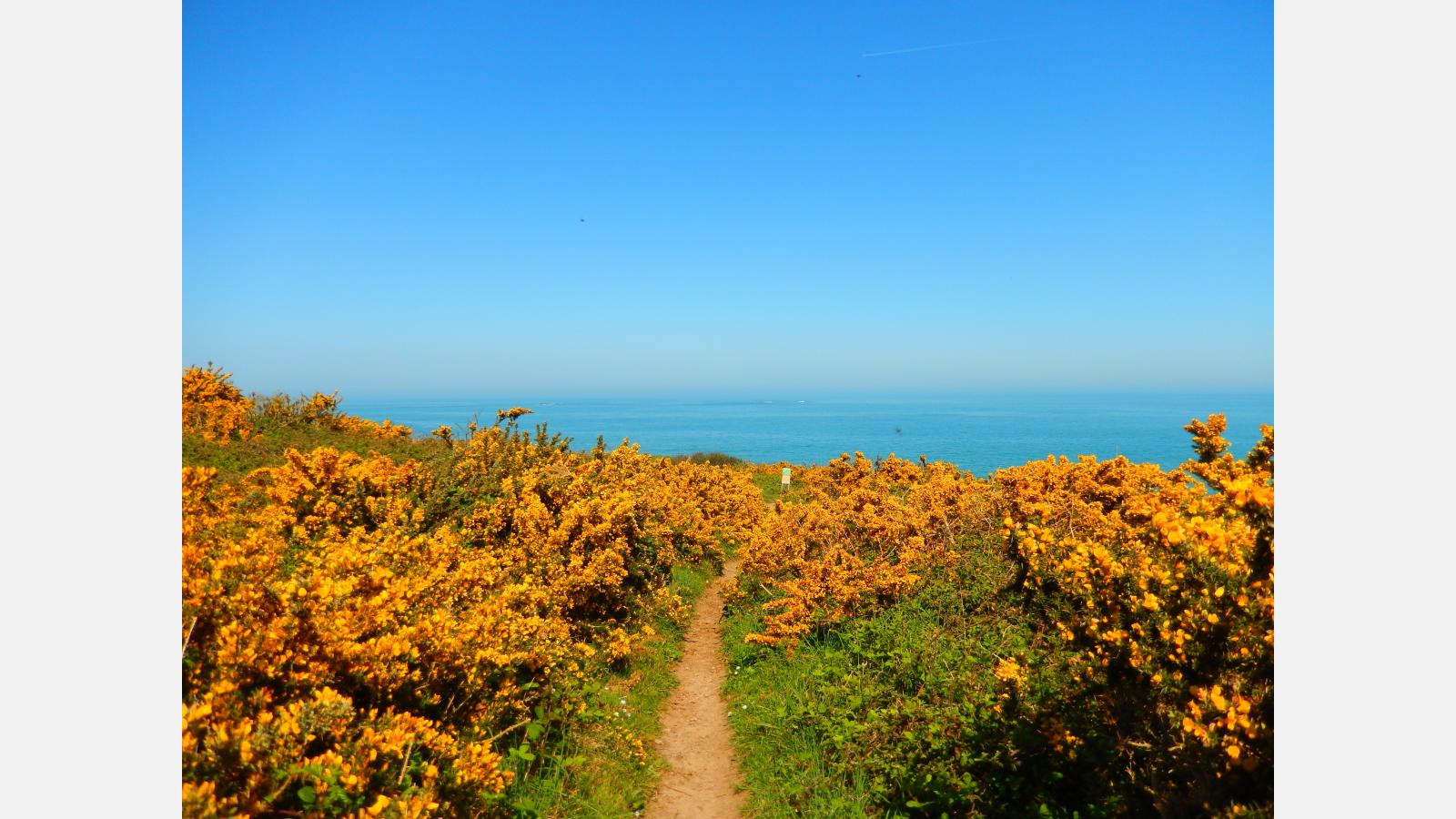 chemin d'ajonc