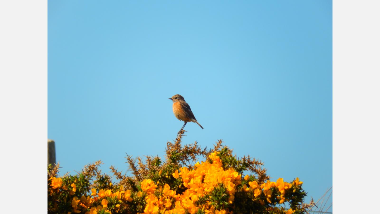 oiseau