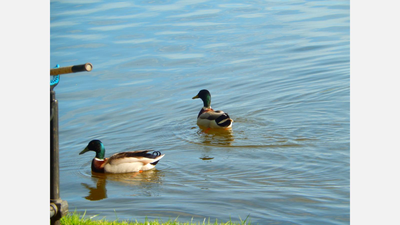canards