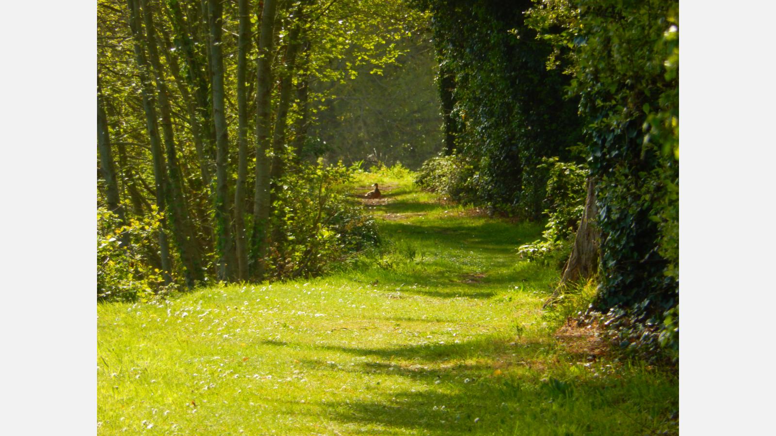 chemin