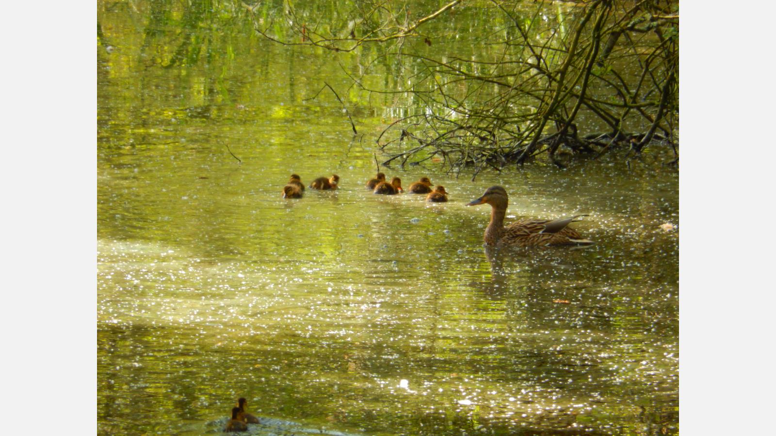 famille de canard
