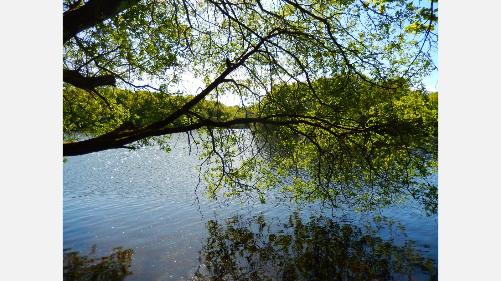 arbre