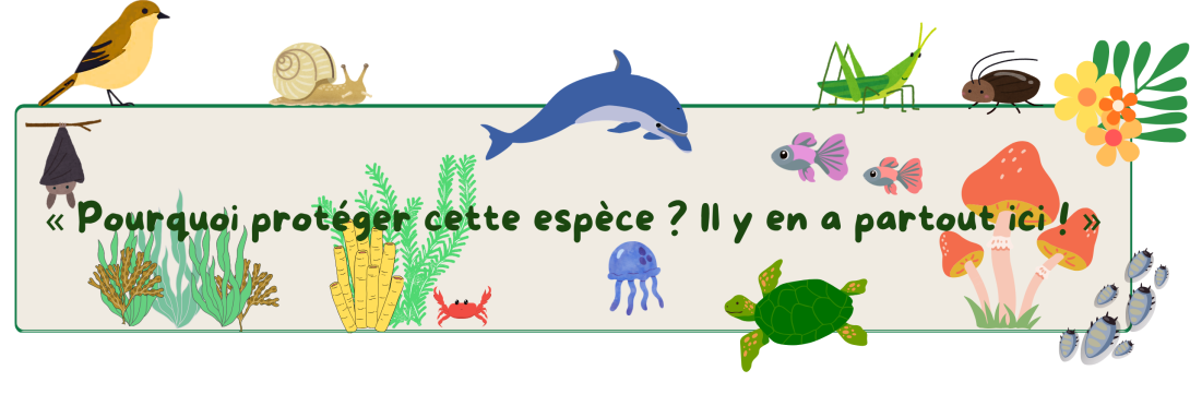 Pourquoi protéger cette espèce ? Il y en a partout ici !