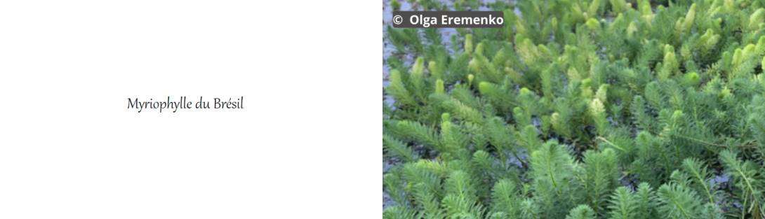 plante aquatique
