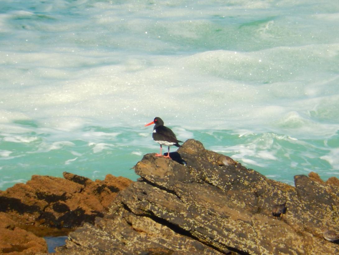 oiseau