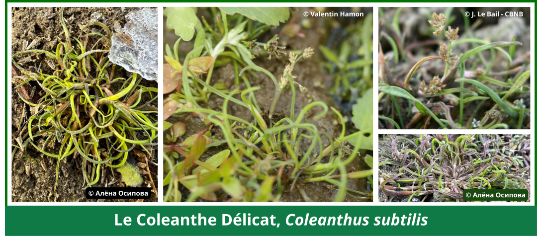 Le Coleanthe Délicat (Coleanthus subtilis) (Code Natura 1887)