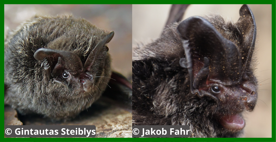 image de chauve souris