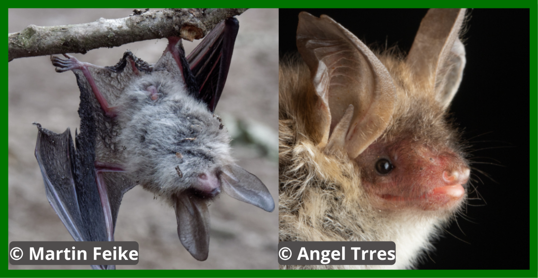 image de chauve souris