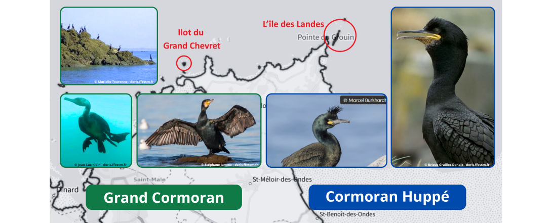 habitat cormoran