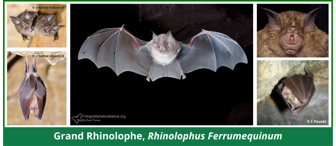 le grand rhinolophe