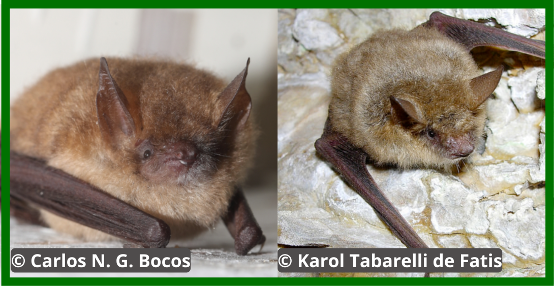 image de chauve souris