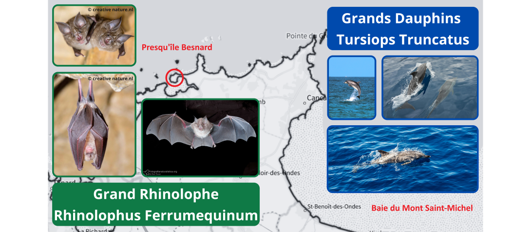 habitat chauve souris et grand dauphin