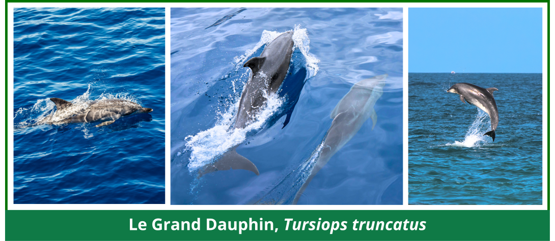 grand dauphin