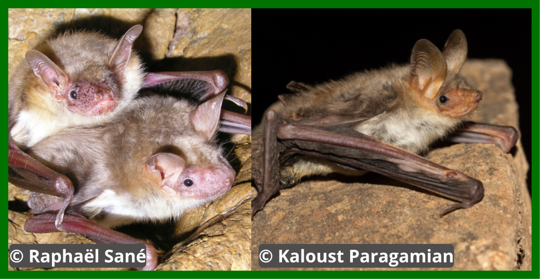 image de chauve souris
