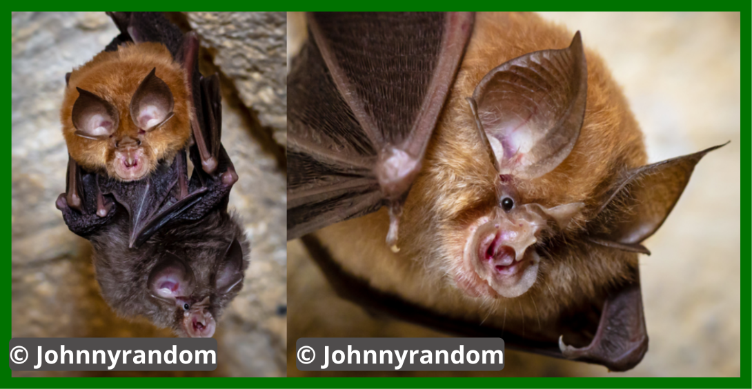 image de chauve souris