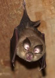 petit rhinolophe