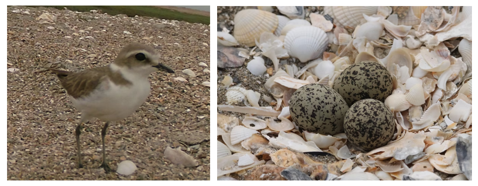 gravelot nid sur le sable