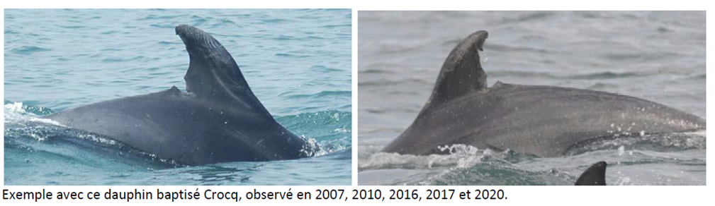 DAUPHIN